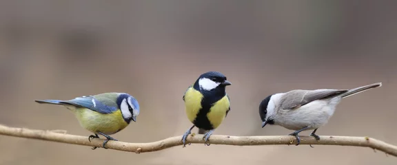 Three species of tits, three small birds on one thin branch