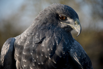 Grey Eagle