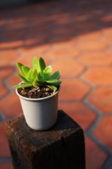 Echeveria pot plant for home decoration