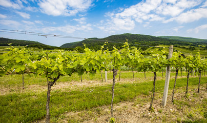 Fototapeta na wymiar green spring vineyards landscape 
