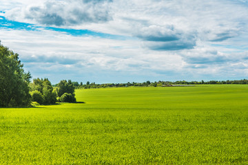 Fototapeta na wymiar Field at the edge of the village, grass, summer day