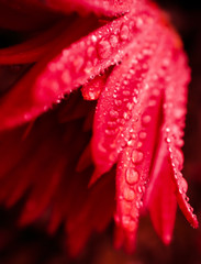 Heart red Gerbera flower