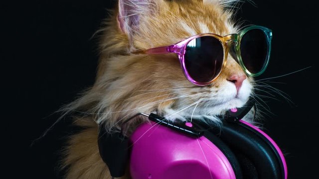 beautiful cat and blur of coloured lights