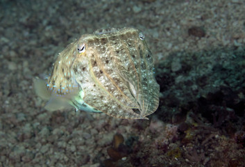 Cuttlefish near Sipadan Island, Malaysia