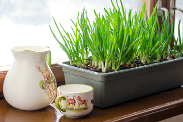 Green onion growing in the box on the window. DIY. The concept of healthy organic food. Non-GMO.