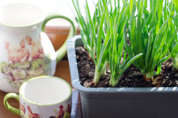 Green onion growing in the box on the window. DIY. The concept of healthy organic food. Non-GMO.