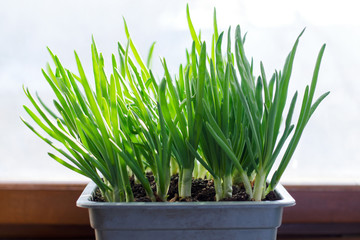 Green onion growing in the box on the window. DIY. The concept of healthy organic food. Non-GMO.