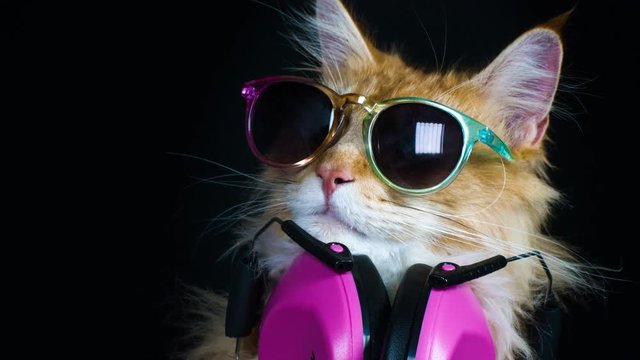beautiful cat and blur of coloured lights