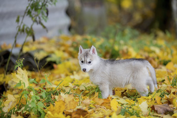 Naklejka na ściany i meble Cute Siberian puppy on grass in yellow leaves, looking at camera