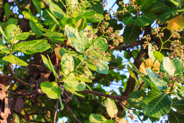 Fototapeta premium Flowers of cashew tree (Anacardium occidentale) - a tropical evergreen