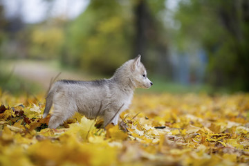 Cute Siberian puppy Husky on the grass with leaves in beautiful stand