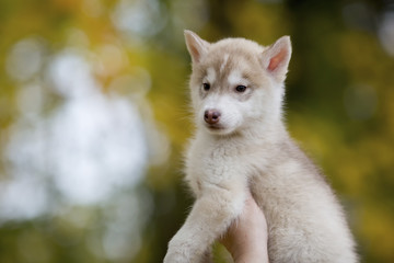 portrait of a cute husky puppy sitting on his hands