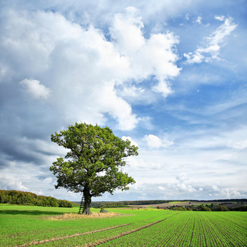 Mighty Oak Tree on Field with Sprouts of Winter Seeds, Landscape under Blue Sky with Clouds