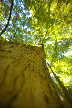 Trunk of beech, view up