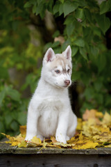 beautiful fluffy husky puppy sitting on a background of green leaves