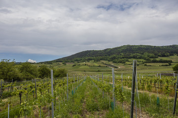 Fototapeta na wymiar spring green vineyards landscape 