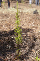 reforestation on Gran Canaria