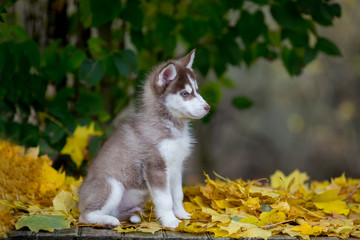 beautiful portrait of a furry husky puppy sitting on a yellow leaf background © hayoshka