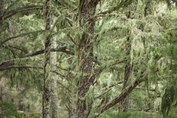 lichen Usnea background