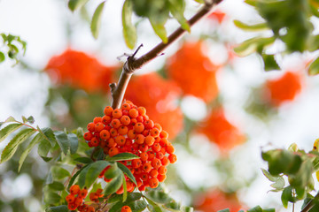 Ashberry. Ashberry tree at autumn.