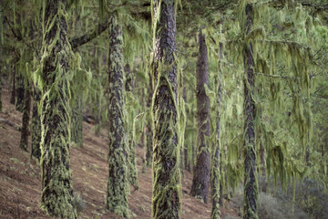 lichen Usnea background