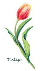 Watercolor floral illustration of beautiful one tulip on the white background. Cute greeting card.Spring red,yellow,orange flower and green leaves.Greeting card for women`s day.