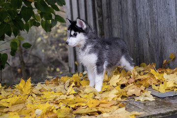cute fluffy husky puppy playing in yellow autumn leaves and looking up