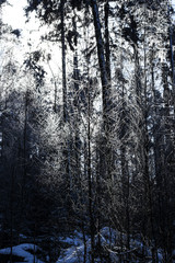 Fototapeta na wymiar Winter forest mountain landscape, snow-covered trees in the mountains.