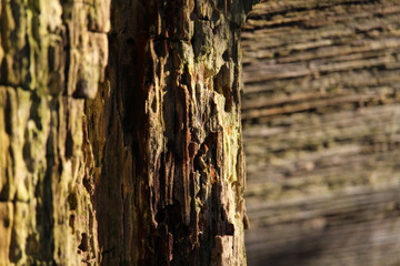 A beautiful abstract textured background of naturally weathered wood.