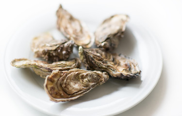 Oysters. Raw fresh oysters are on white round plate, image isolated, with soft focus. Restaurant delicacy.