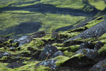 A bird on Lakagigar in Iceland
