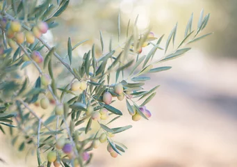 Photo sur Plexiglas Olivier Oliveraie espagnole, détail de branche. Olives fraîches mûres crues poussant dans un jardin méditerranéen prêtes à être récoltées.