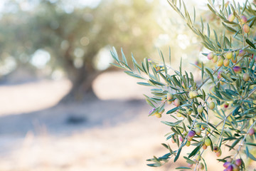 Jardin d& 39 oliviers, champ d& 39 oliviers méditerranéen prêt pour la récolte. Oliveraie espagnole, détail de la branche. Olives fraîches mûres crues.