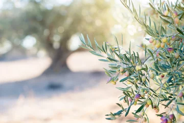 Papier Peint photo Lavable Olivier Jardin d& 39 oliviers, champ d& 39 oliviers méditerranéen prêt pour la récolte. Oliveraie espagnole, détail de la branche. Olives fraîches mûres crues.
