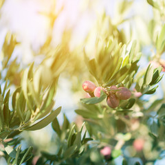 Olive trees garden, mediterranean olive field ready for harvest. Spanish olive grove, branch detail. Raw ripe fresh olives.