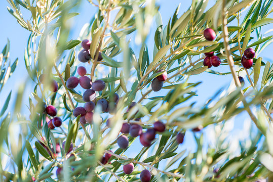 Spanish olive grove, branch detail. Raw ripe fresh olives growing in mediterranean garden ready to harvest.