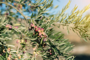 Olive trees garden, mediterranean olive field ready for harvest. Spanish olive grove, branch detail. Raw ripe fresh olives.