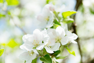 Fototapeta na wymiar Apple blossoms. Blooming apple tree branch with large white flowers. Flowering. Spring. Beautiful natural seasonsl background with apple tree's flowers.