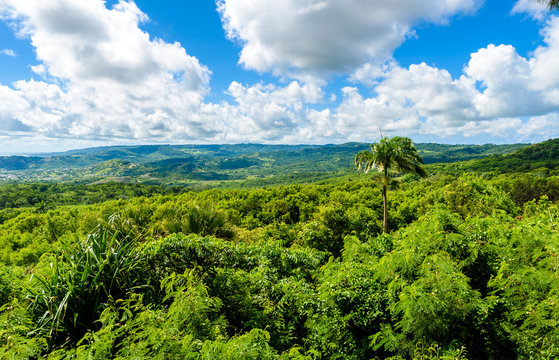 Farley Hill National Park on the Caribbean island of Barbados. It is a paradise destination with a white sand beach and turquoiuse sea.