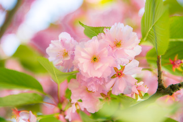 Fototapeta premium Sakura, cherry blossom, cherry tree with flowers. Oriental cherry blooming