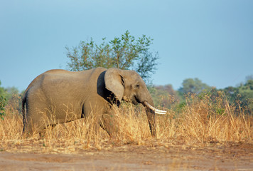 Fototapeta na wymiar African Elephant (Africana Loxodonta), standing on the dry yellow plains of South Luangwa National Park, Zambia, Southerm Africa