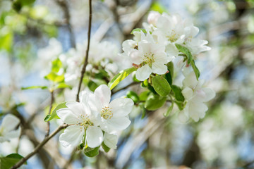 Apple blossoms. Blooming apple tree branch with large white flowers. Flowering. Spring. Beautiful natural seasonsl background with apple tree's flowers.