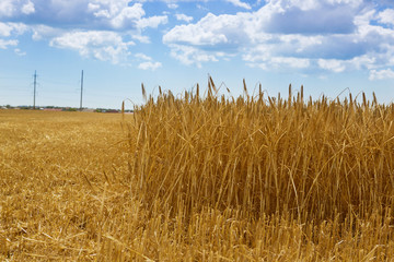 wheat field, ears of golden ripe wheat, harvesting, sloping wheat
