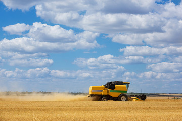 Fototapeta premium harvesting machine cuts wheat in the field, harvester is working, harvesting
