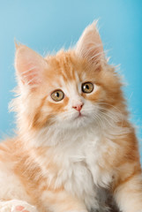 Maine Coon Kätzchen