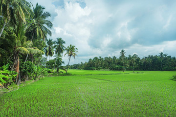 Green rice fields and jungles with palm trees on natural landscape. Tropical plants at sunny weather in Sri Lanka