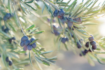 Oliveraie espagnole, détail de la branche. Olives fraîches mûres crues poussant dans un jardin méditerranéen prêtes à être récoltées.