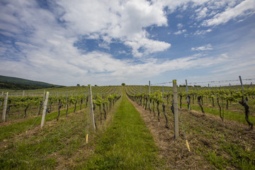 Fototapeta na wymiar spring green vineyards landscape 