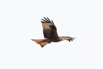 red kite bird in flight (milvus milvus), spread wings, white background