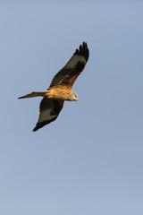 flying red kite bird (milvus milvus), blue sky, open wings, sunlight, high size